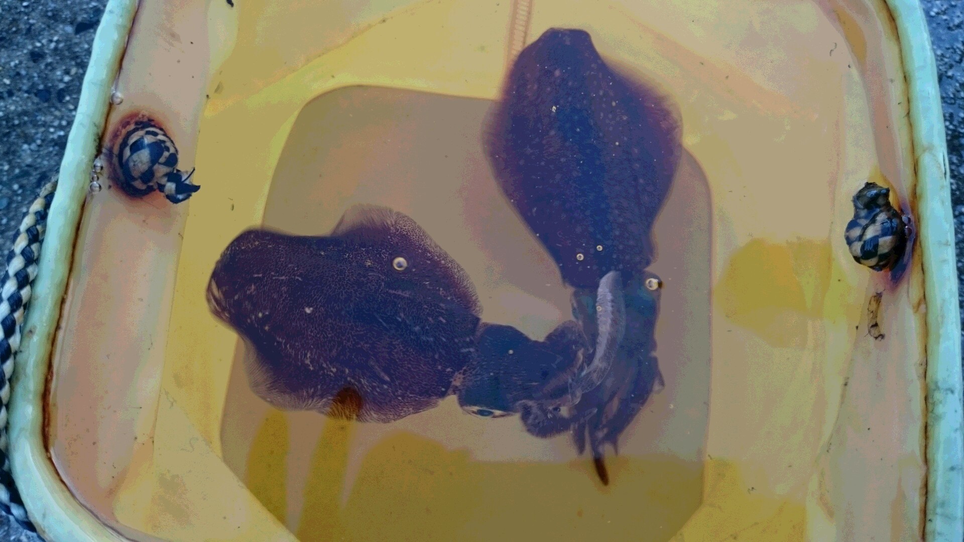 日本海 アオリイカ編 何年振りかな サイトフィッシング メガネのノハラ イオンモール京都五条店 サイトフィッシング エギング アオリイカ 釣り三昧ブログ Staff Blog Nohara 日本海 アオリイカ編 何年振りかな サイトフィッシング メガネのノハラ イオンモール京都五条店 サイトフィッシング エギング アオリイカ 釣り三昧ブログ Staff Blog Nohara