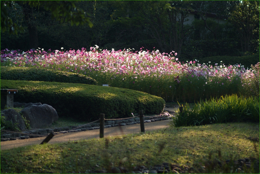 福岡市植物園　バラ祭り！_e0081525_1924499.jpg