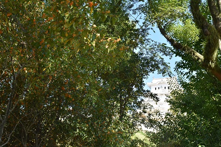 a0116430_16382219.jpg