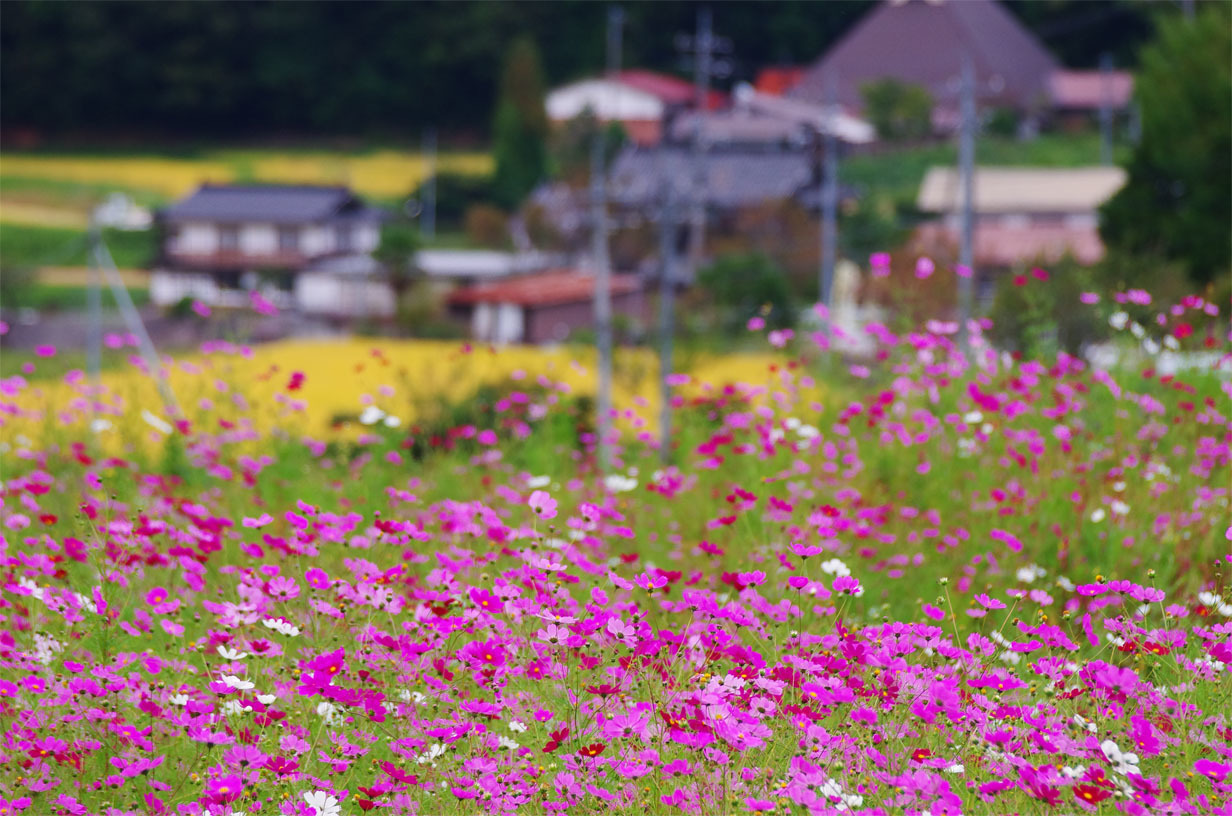 日南町／花のさと_f0227938_18155738.jpg