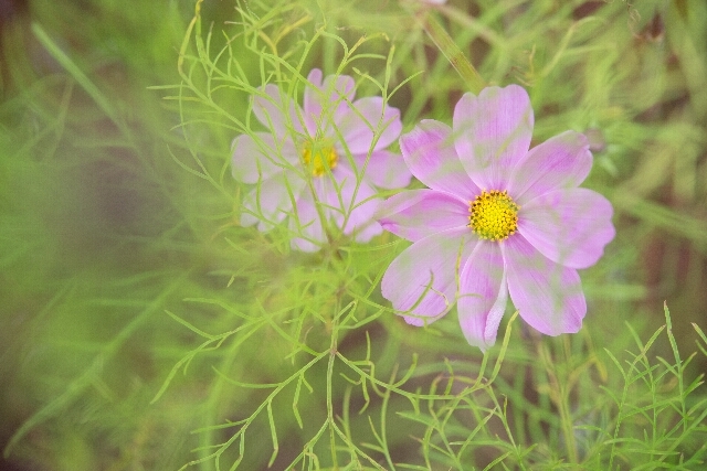 山野辺の秋桜・・・5_f0158043_21441917.jpg