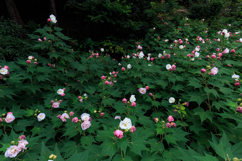 酔芙蓉の寺・大乗寺_f0155048_2358288.jpg