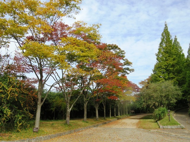 キノコ観察_b0227552_21142227.jpg