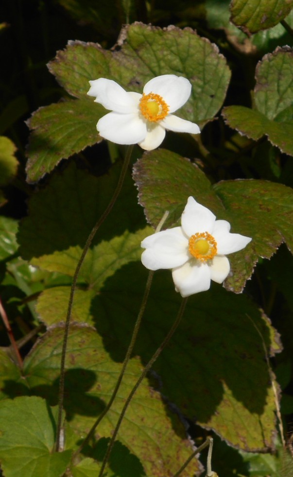 秋バラが咲き誇る！花菜ガーデンへ行って来ましたｖ_c0336266_10181645.jpg