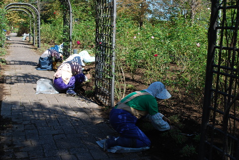 10月16日　ﾋﾞｵﾗ植栽♪　そして中耕施肥!_e0078767_11522049.jpg