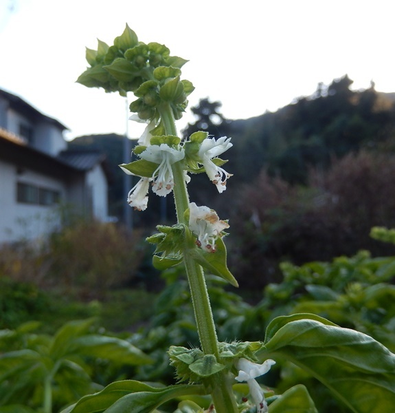 夏野菜もおわり_e0345868_22374578.jpg