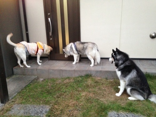 f0315081_21104504.jpeg