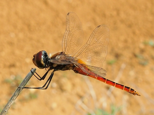 d0240983_93517.jpg