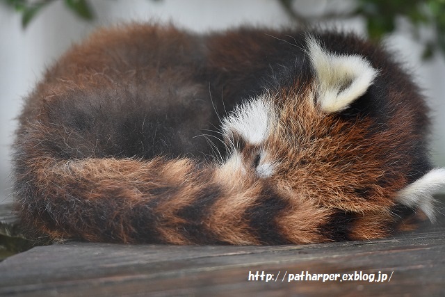 ２０１５年８月　周南市徳山動物園　その１_a0052986_23302680.jpg