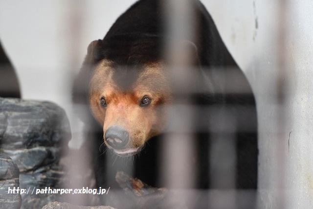 ２０１５年８月　周南市徳山動物園　その１_a0052986_2333198.jpg