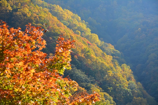 信州高山村 雷滝 と 八滝 の紅葉 晴れ時々日記