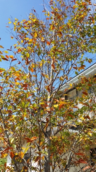 c0320302_17132438.jpg