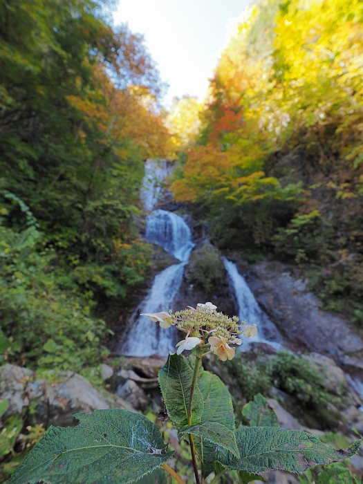 紅葉ツーリング 15 第1弾 乗鞍高原 野麦峠 開田高原 ー 後編 いわしののんびり遊泳 ｖｏｌ ２