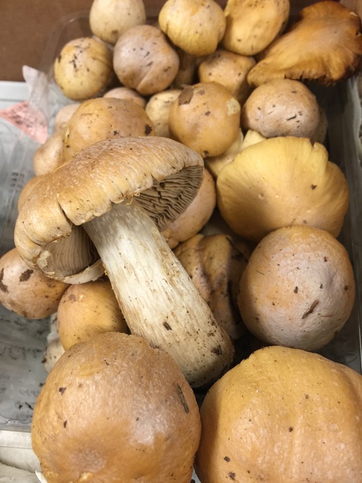 香り松茸味しめじ_c0130206_11383854.jpg