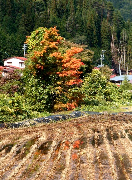 　飛騨から野麦峠の紅葉　　　１０．１７_d0140806_8563749.jpg