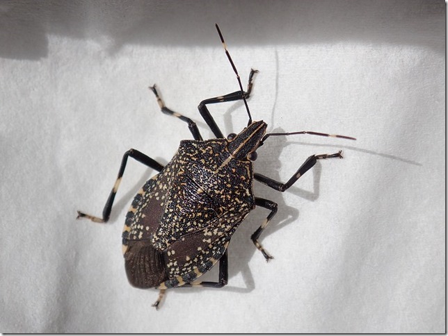 洗濯物にカメムシがつくことが多くなりました 昆虫ブログ むし探検広場