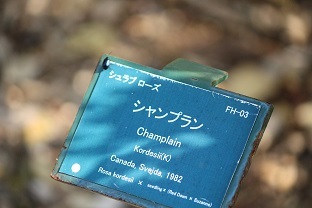 f0325309_10305956.jpg