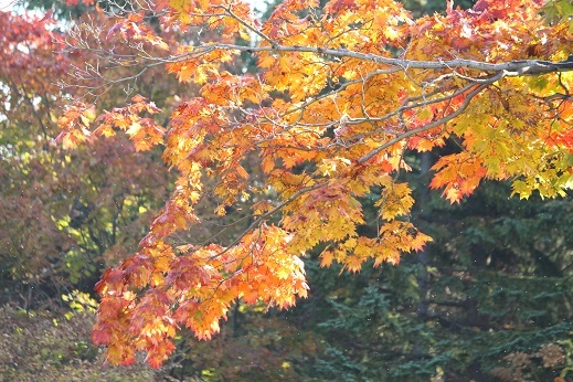 f0325309_10332141.jpg