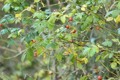 f0325309_10391010.jpg