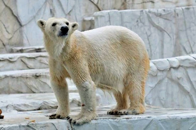 名古屋 東山動植物園のミリーが亡くなる Polarbearology Conjectaneum