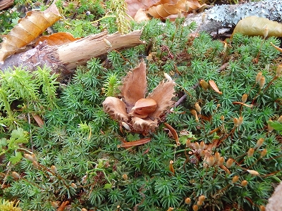 f0193521_11115579.jpg