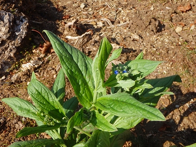 f0193521_11121815.jpg