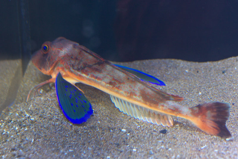 小樽水族館へ　５_e0001123_22525990.jpg