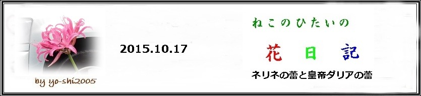 花日記・皇帝ダリアとネリネが発蕾 _e0033229_17571285.jpg