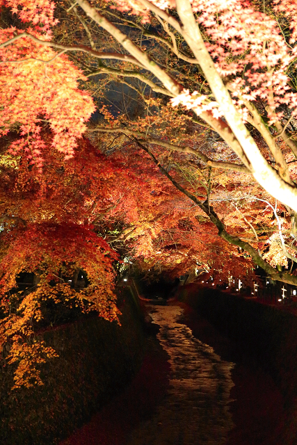 そうだ 京都、行こう －2015年紅葉 北野天満宮（後編）－_b0169330_1328284.jpg