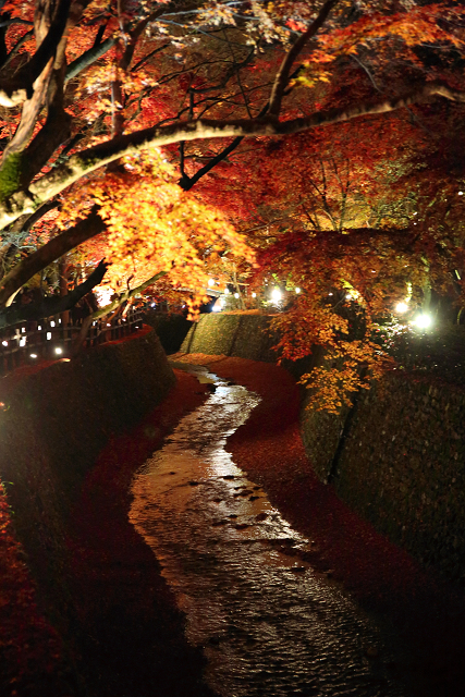 そうだ 京都、行こう －2015年紅葉 北野天満宮（後編）－_b0169330_13295834.jpg