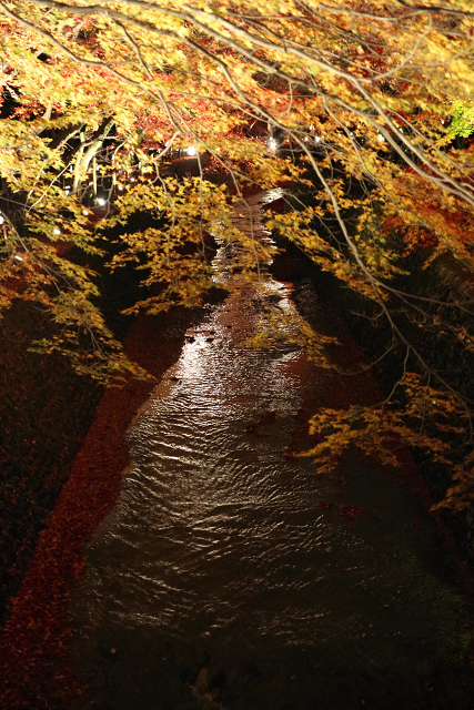 そうだ 京都、行こう －2015年紅葉 北野天満宮（後編）－_b0169330_13304920.jpg