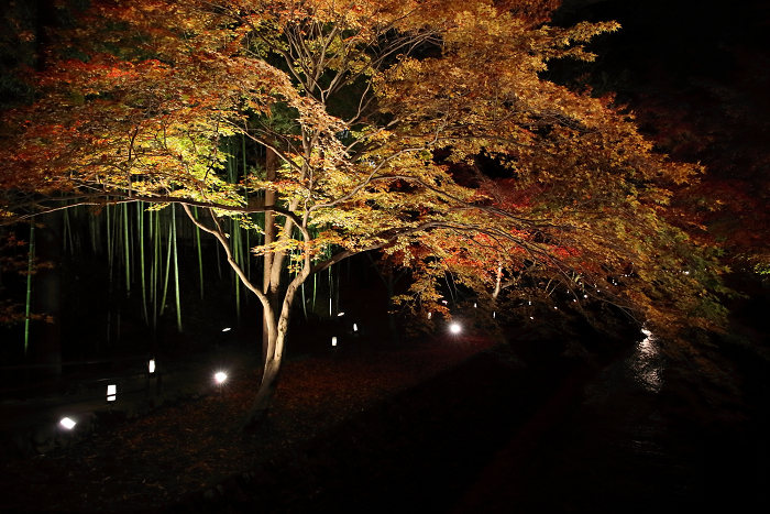 そうだ 京都、行こう －2015年紅葉 北野天満宮（後編）－_b0169330_13401061.jpg