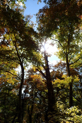 △　紅葉の刈込池&秘湯･鳩ヶ湯温泉　△_f0348933_23173364.jpg