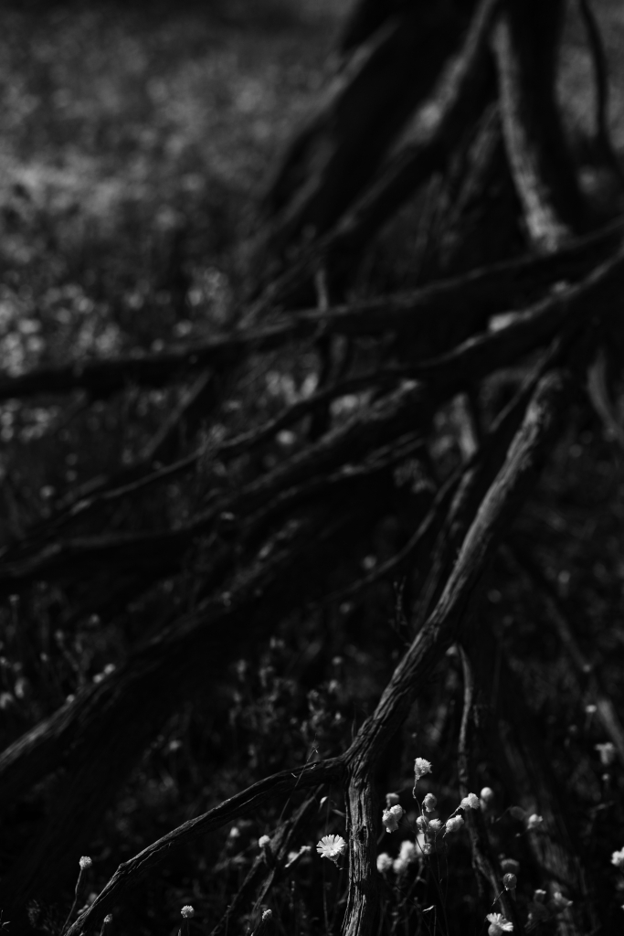 Power of Lens Otus/55mm_f0050534_18043488.jpg