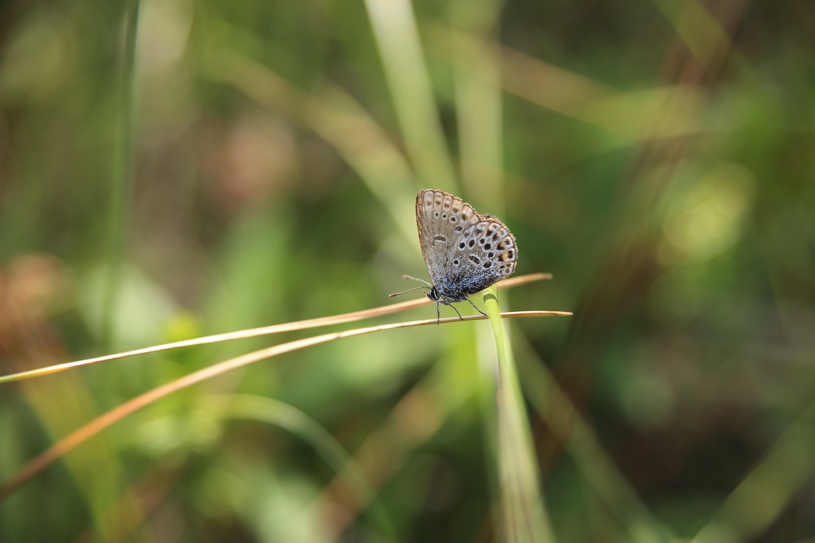 カラフトルリシジミ_f0295836_20331013.jpg
