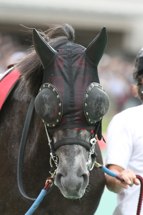 2015 毎日王冠 A SHIN HIKARI_f0324540_01220484.jpg