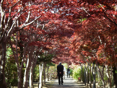 赤いトンネル～平岡樹芸センター_c0006745_4201739.jpg