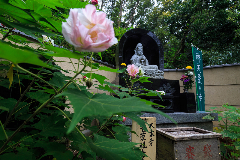 酔芙蓉の寺・大乗寺_f0155048_0112242.jpg