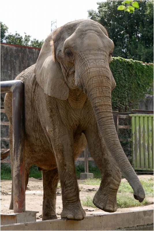 東武動物公園_a0079473_9362742.jpg