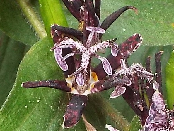 e0145782_18111912.jpg