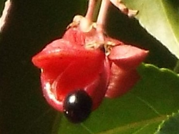 e0145782_18132510.jpg