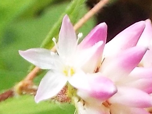 e0145782_186048.jpg