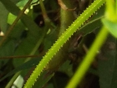 e0145782_18723100.jpg
