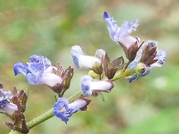 e0145782_1892061.jpg