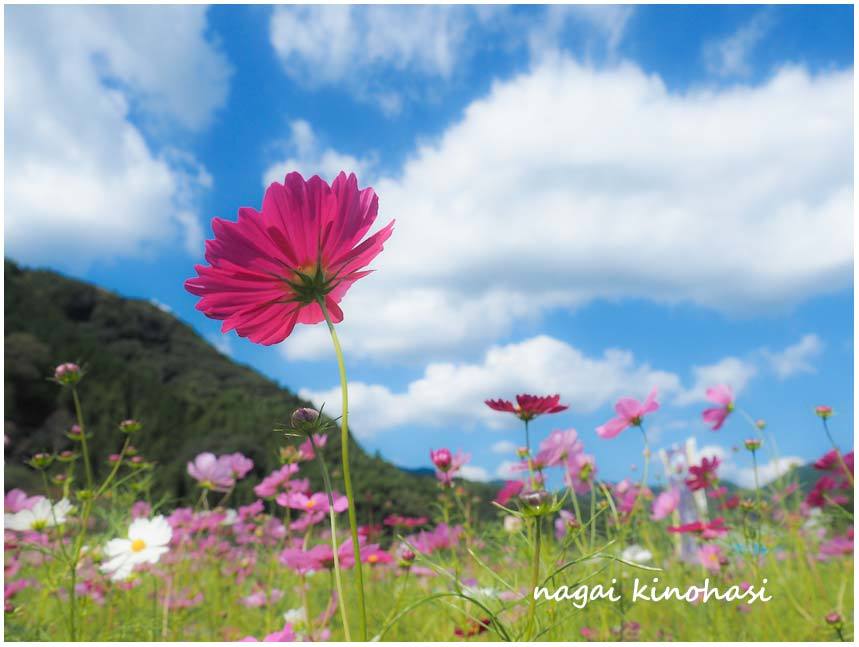 ときめいて秋桜　Ⅱ_e0243382_10181451.jpg