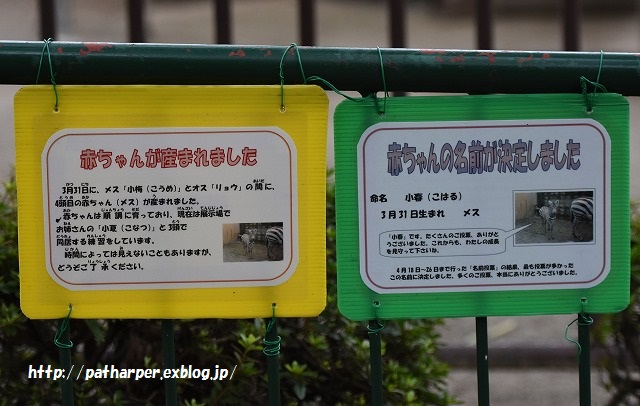 ２０１５年８月　周南市徳山動物園　その１_a0052986_03151.jpg