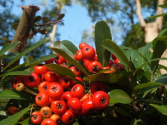 b0192588_9294269.jpg