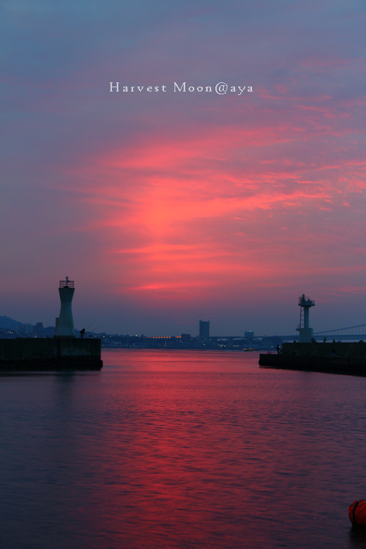 紅陽_b0208495_12421419.jpg