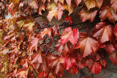 駅舎のナツヅタが紅葉し始めました 神戸布引ハーブ園 ハーブガイド ハーブ花ごよみ