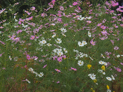 c0156908_23593844.jpg